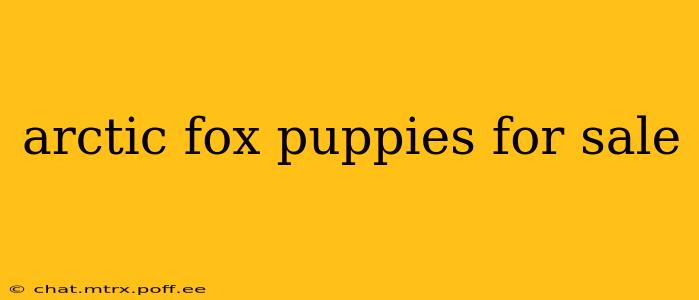 arctic fox puppies for sale
