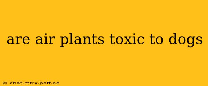 are air plants toxic to dogs
