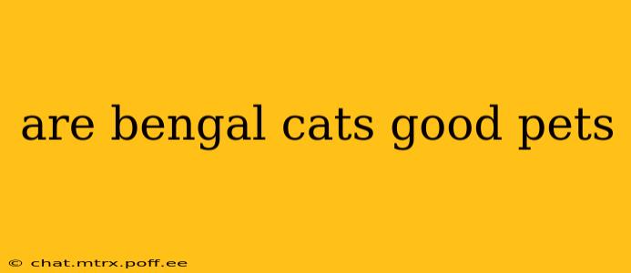 are bengal cats good pets