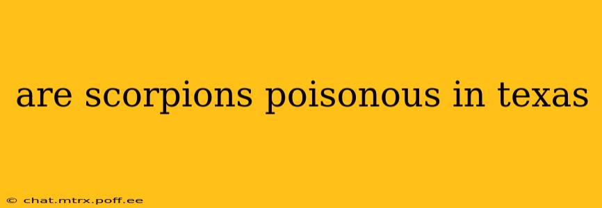 are scorpions poisonous in texas