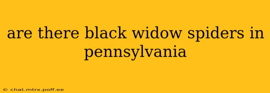 are there black widow spiders in pennsylvania