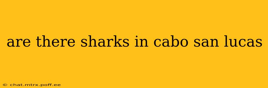are there sharks in cabo san lucas