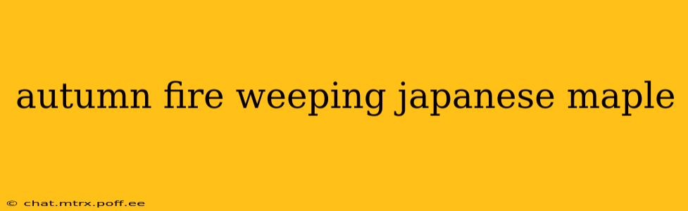 autumn fire weeping japanese maple