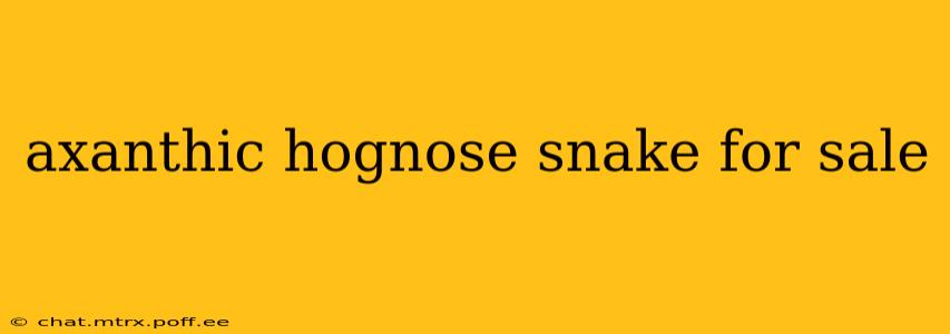 axanthic hognose snake for sale