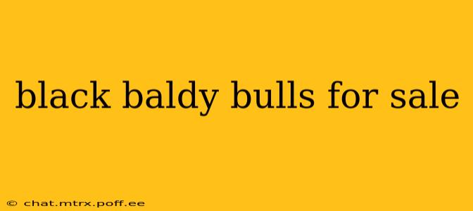 black baldy bulls for sale