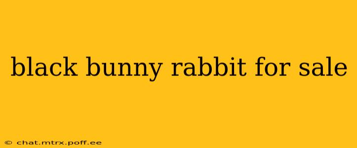 black bunny rabbit for sale