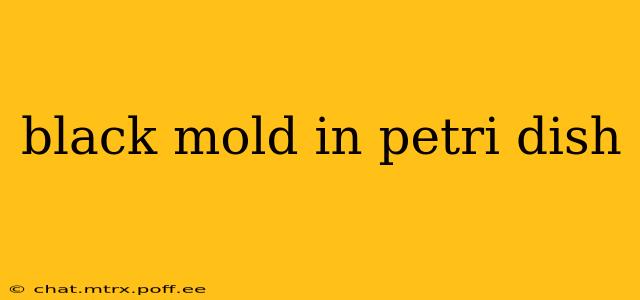 black mold in petri dish
