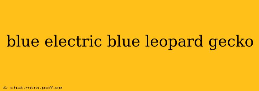 blue electric blue leopard gecko