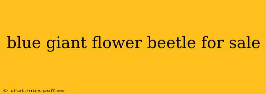 blue giant flower beetle for sale