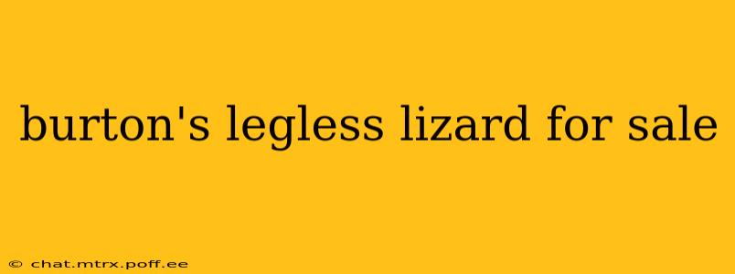 burton's legless lizard for sale