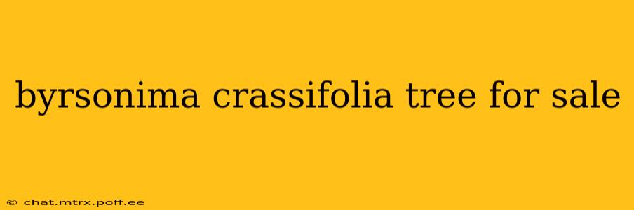byrsonima crassifolia tree for sale