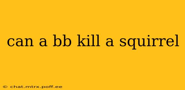 can a bb kill a squirrel