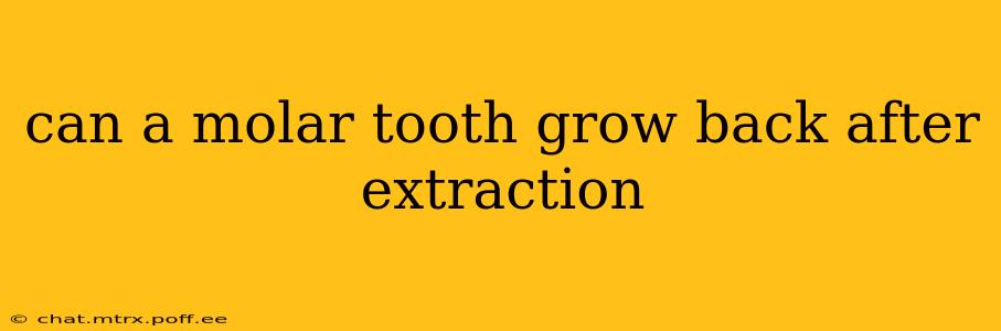 can a molar tooth grow back after extraction