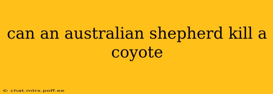 can an australian shepherd kill a coyote