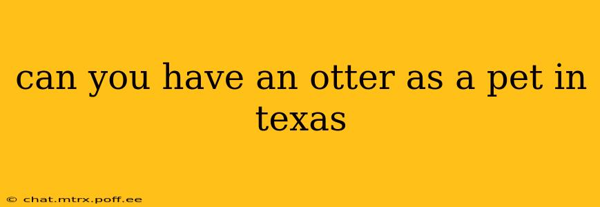 can you have an otter as a pet in texas