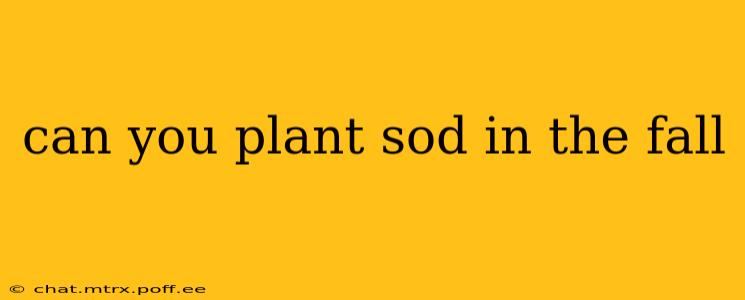 can you plant sod in the fall