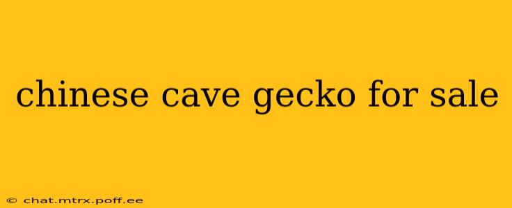 chinese cave gecko for sale