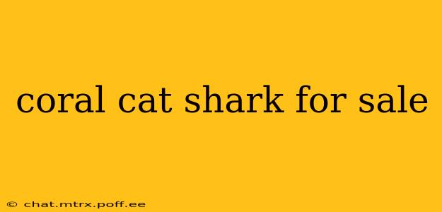 coral cat shark for sale