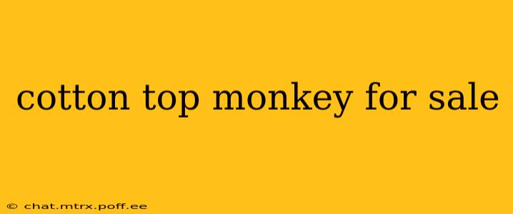 cotton top monkey for sale