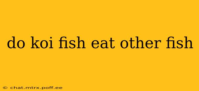 do koi fish eat other fish