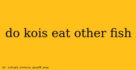 do kois eat other fish