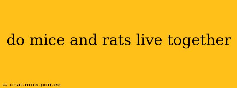 do mice and rats live together