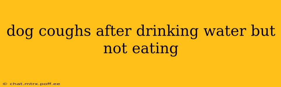 dog coughs after drinking water but not eating