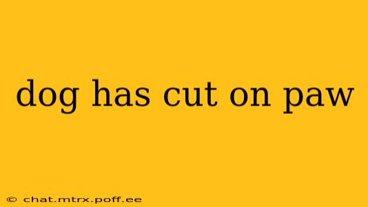 dog has cut on paw