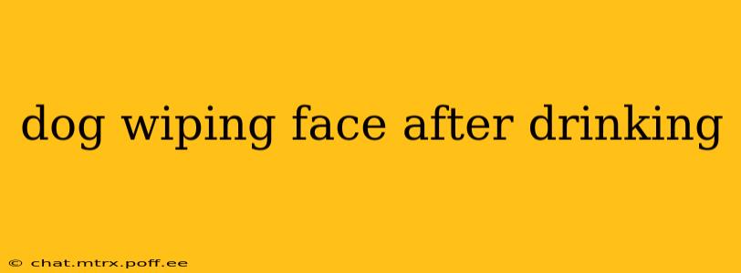 dog wiping face after drinking