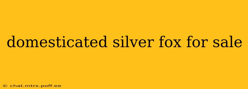 domesticated silver fox for sale