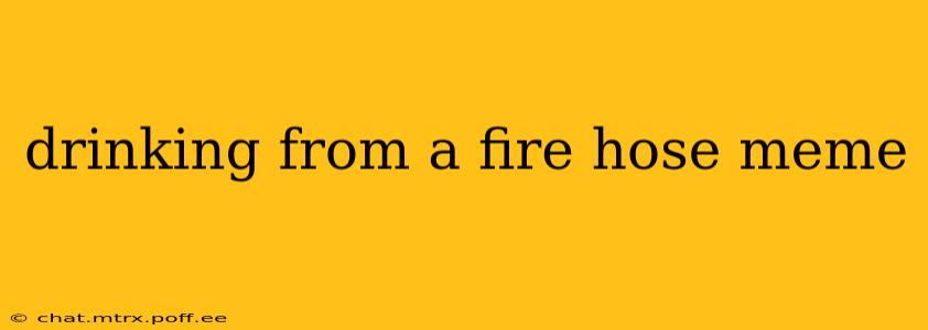 drinking from a fire hose meme