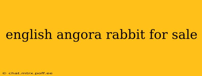 english angora rabbit for sale
