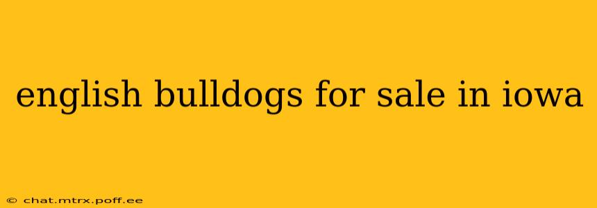english bulldogs for sale in iowa