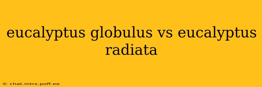eucalyptus globulus vs eucalyptus radiata