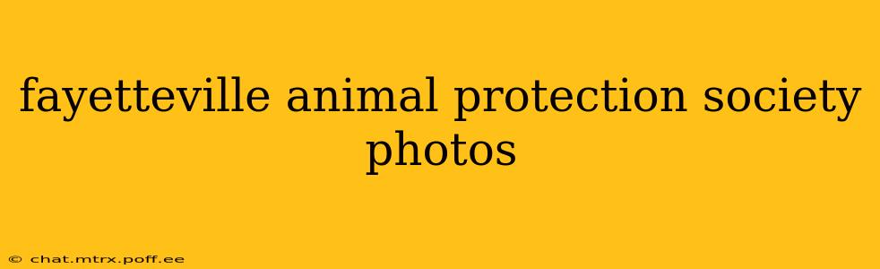 fayetteville animal protection society photos
