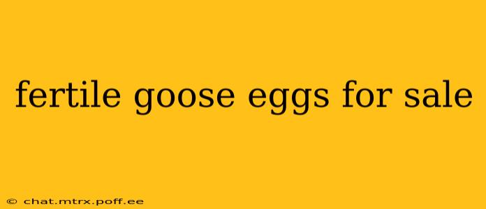 fertile goose eggs for sale