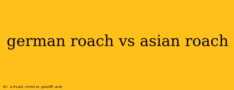german roach vs asian roach