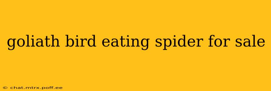 goliath bird eating spider for sale