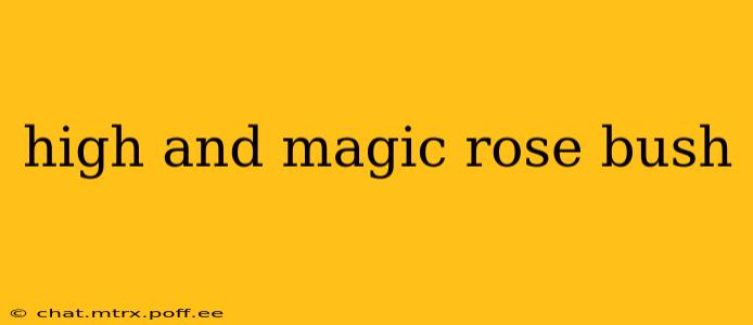 high and magic rose bush