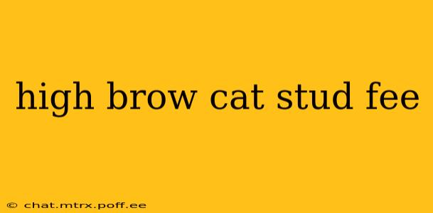 high brow cat stud fee