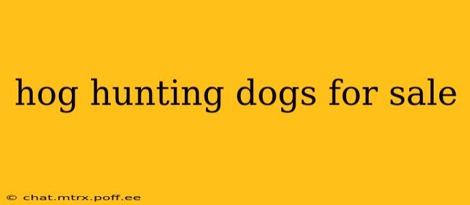 hog hunting dogs for sale