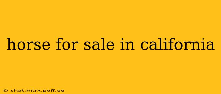 horse for sale in california