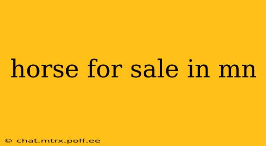 horse for sale in mn