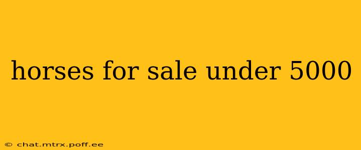 horses for sale under 5000