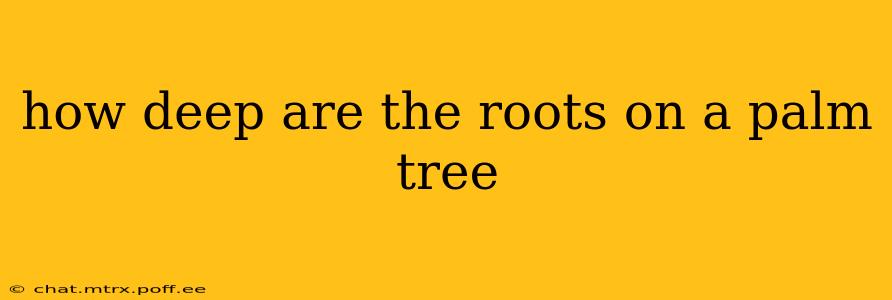 how deep are the roots on a palm tree