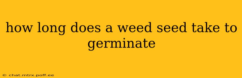 how long does a weed seed take to germinate