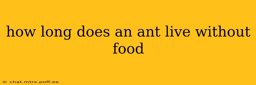 how long does an ant live without food