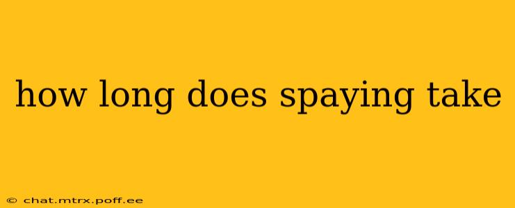 how long does spaying take