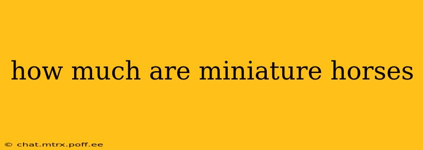 how much are miniature horses