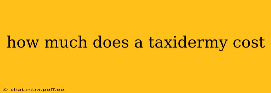how much does a taxidermy cost